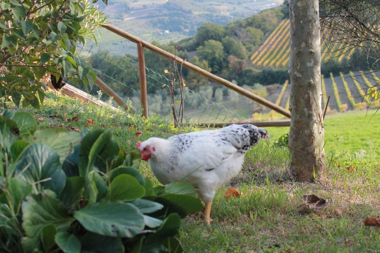 Agriturismo Il Poderuccio Castiglione dʼOrcia Εξωτερικό φωτογραφία